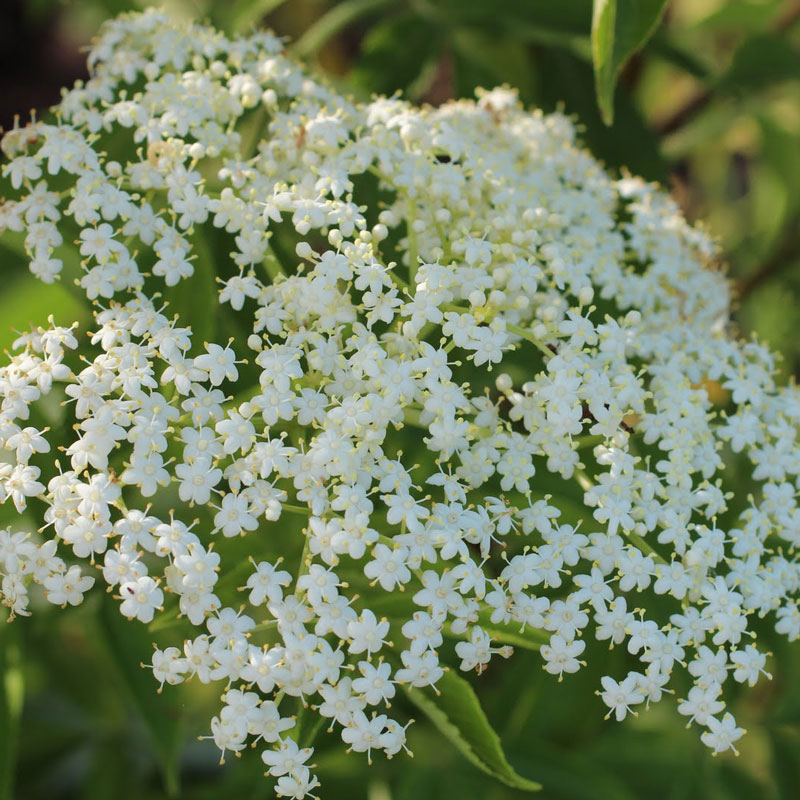 fleurs de sureau noir